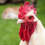 Bird flu identified in Suffolk